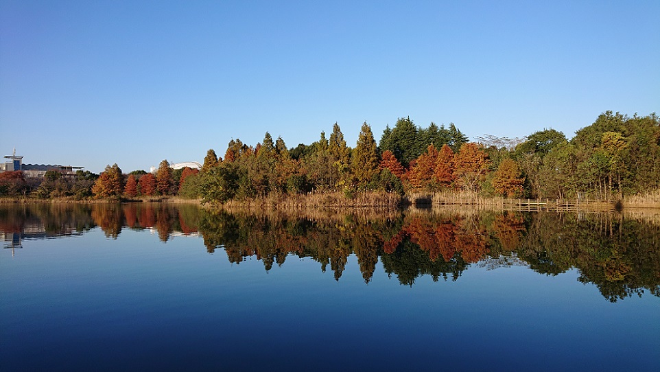 公園の池