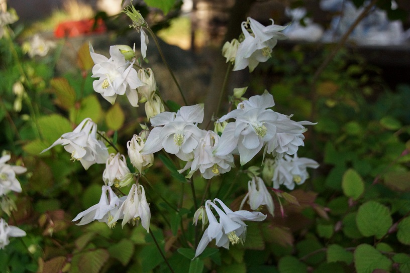 白花のオダマキ