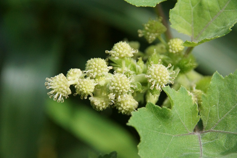 オナモミの仲間の雄の頭花