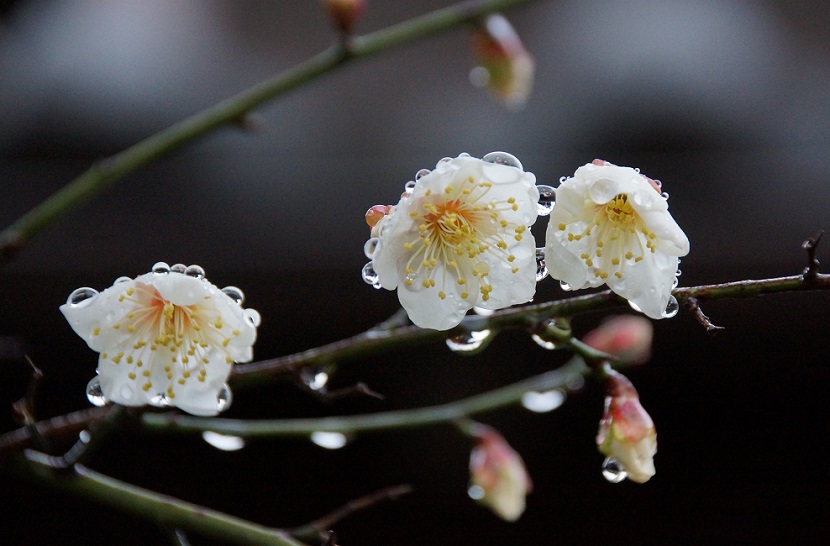 梅の開花