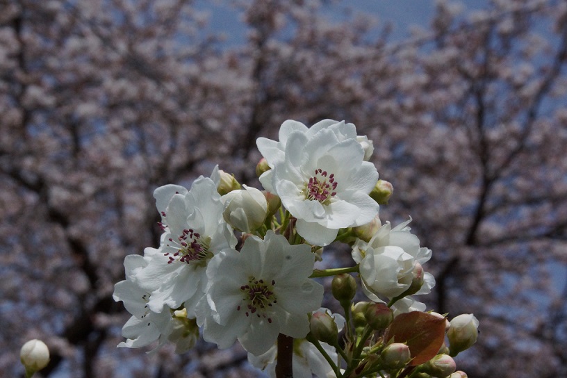 梨開花