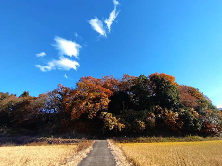 もう見えませんが上空にオオタカ