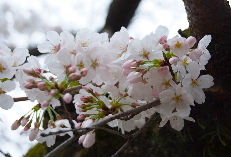 桜