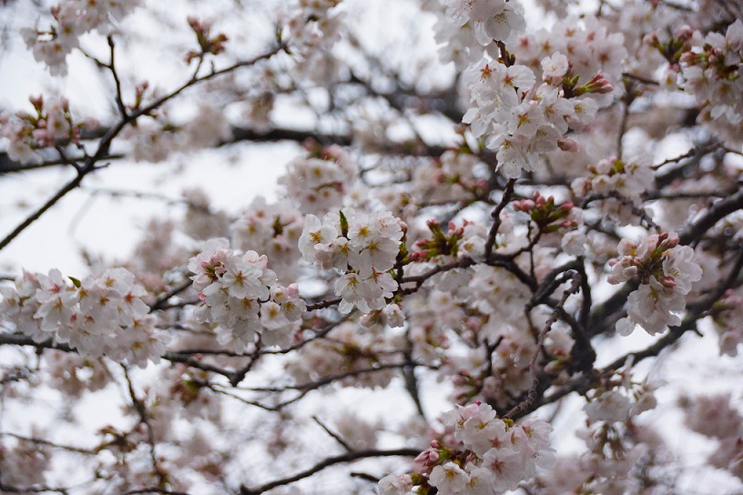 桜