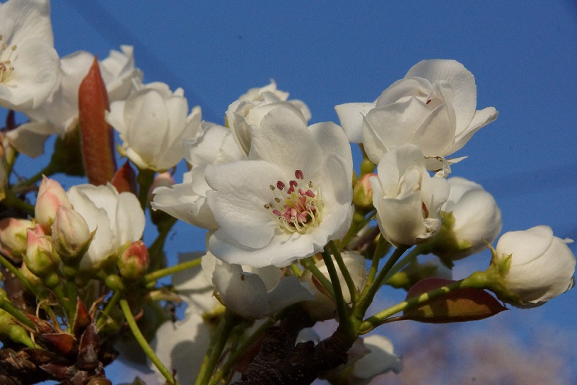 梨の開花