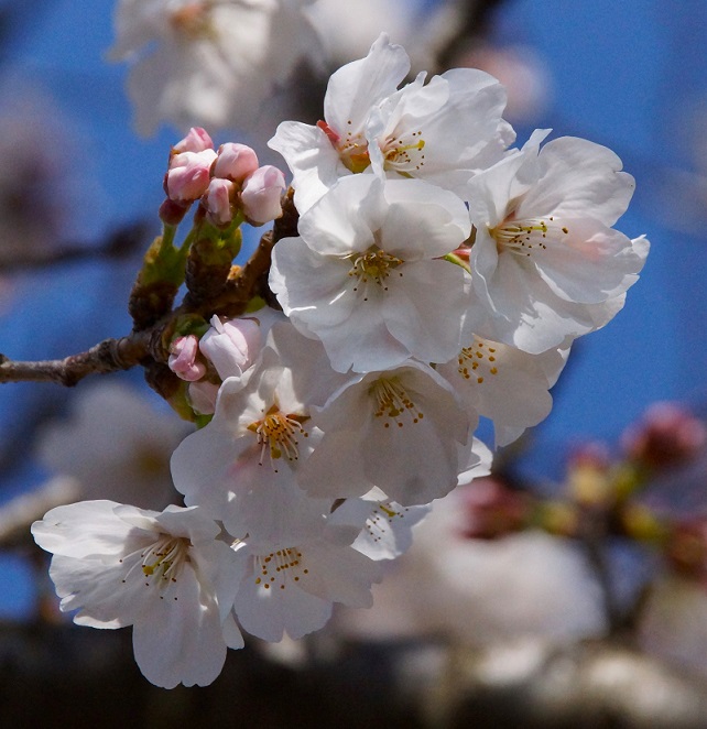 庭の桜
