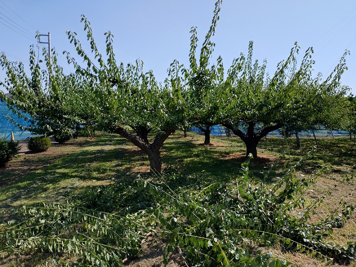 梅の夏季剪定