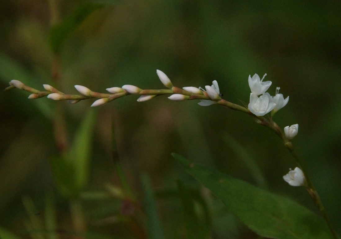 シロバナサクラタデ