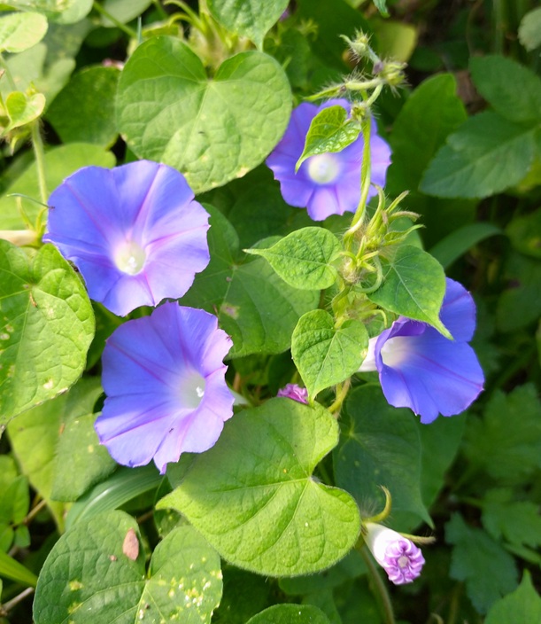 アメリカマルバアサガオ