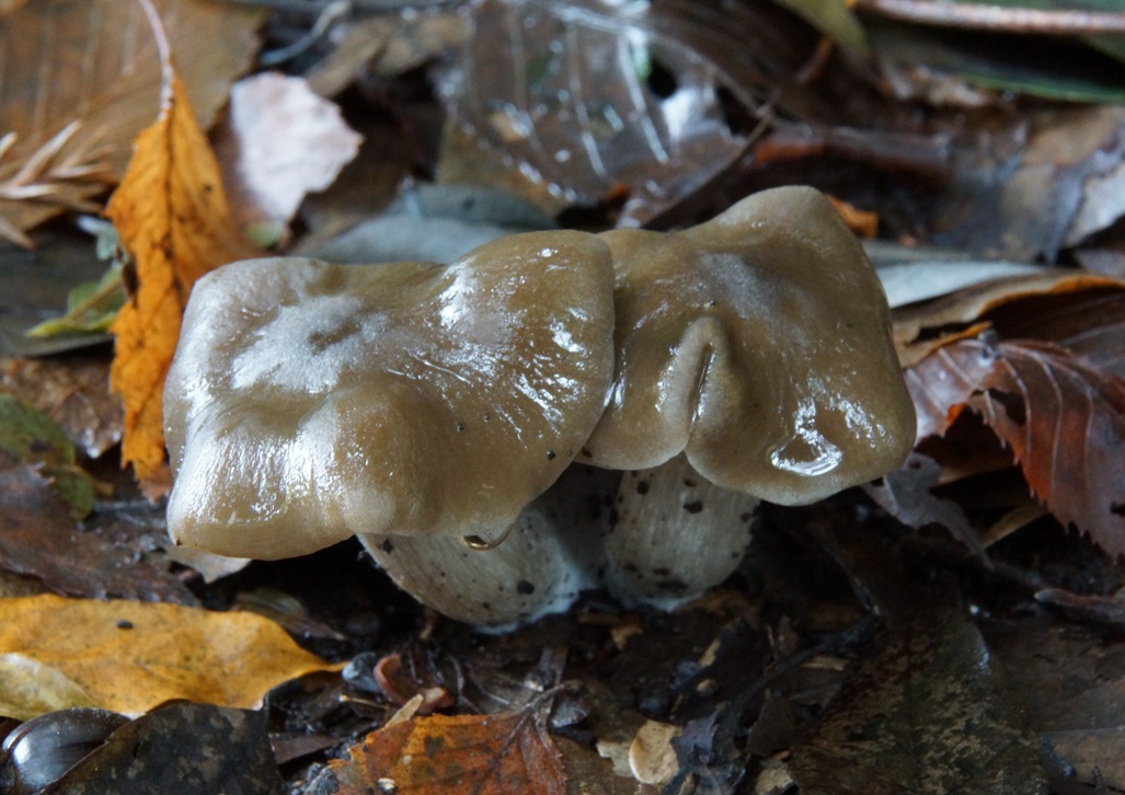 スミゾメシメジ？