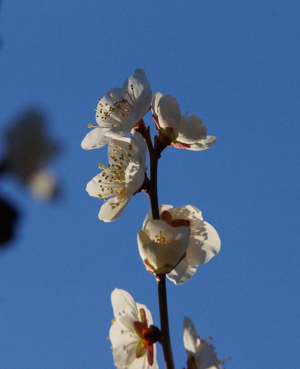 梅開花