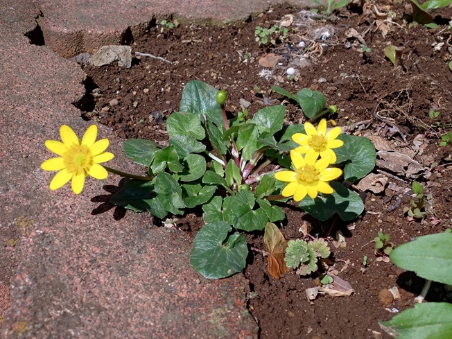 ヒメリュウキンカ